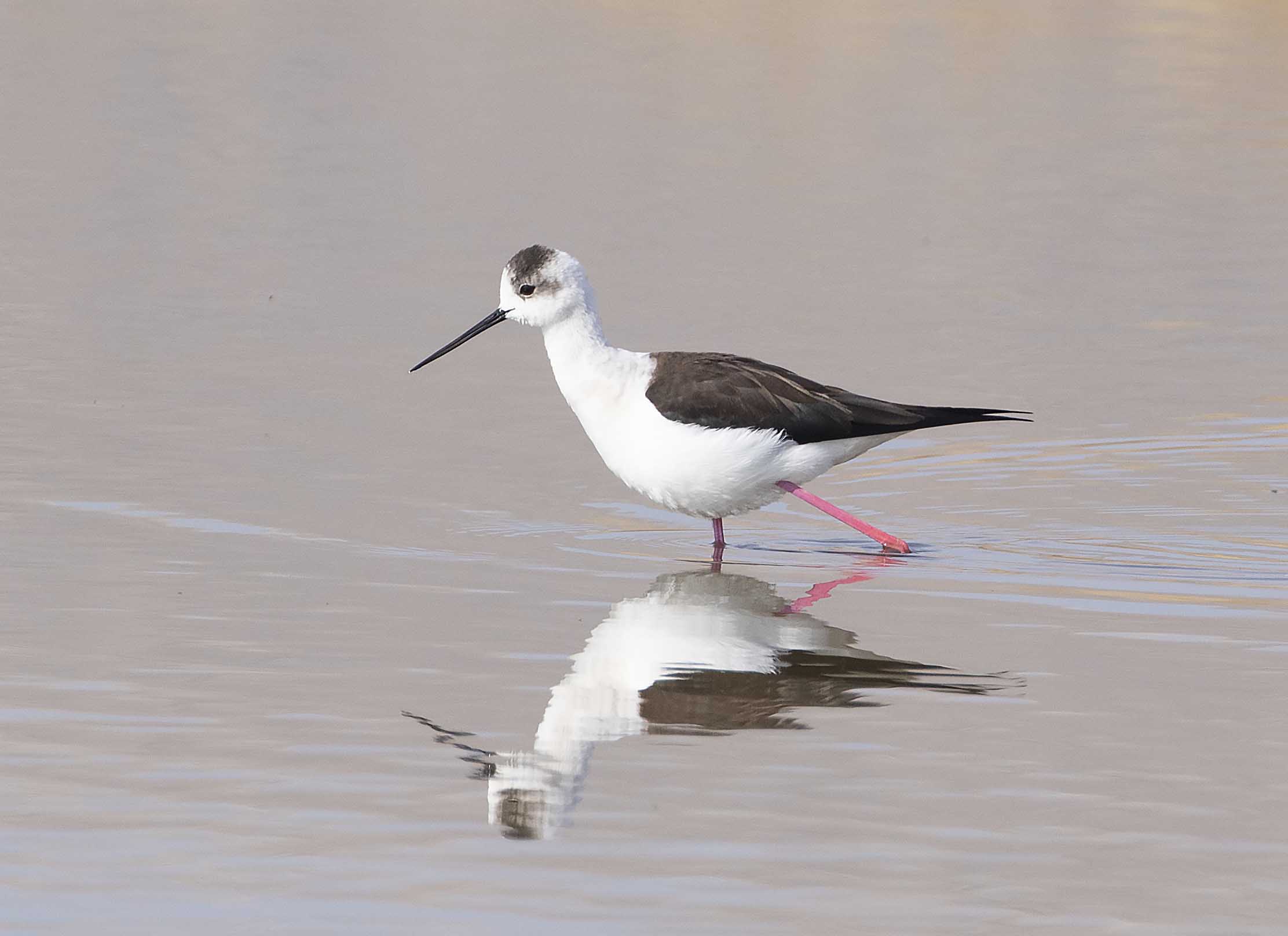 Black-winged Stilt